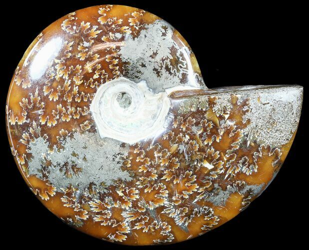 Polished, Agatized Ammonite (Cleoniceras) - Madagascar #54732